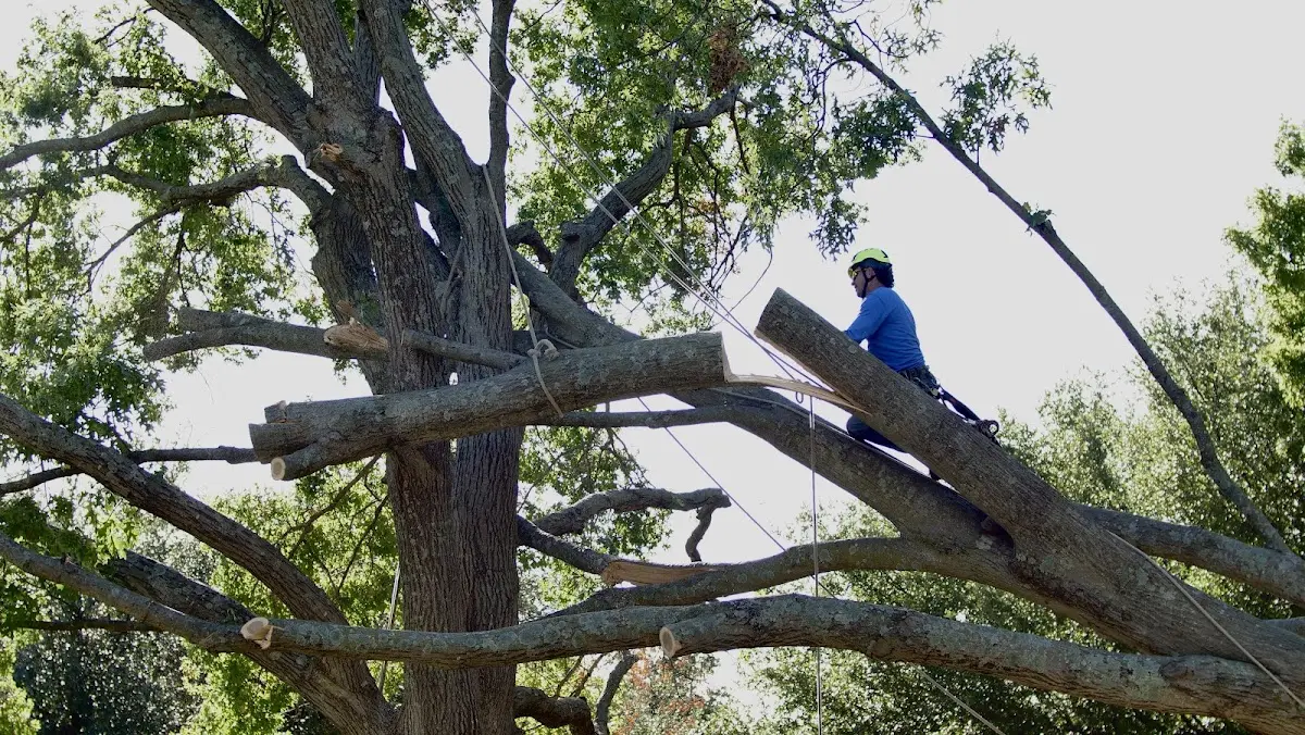 Professional Hazardous Tree Removal performed by certified arborists in Parchman
